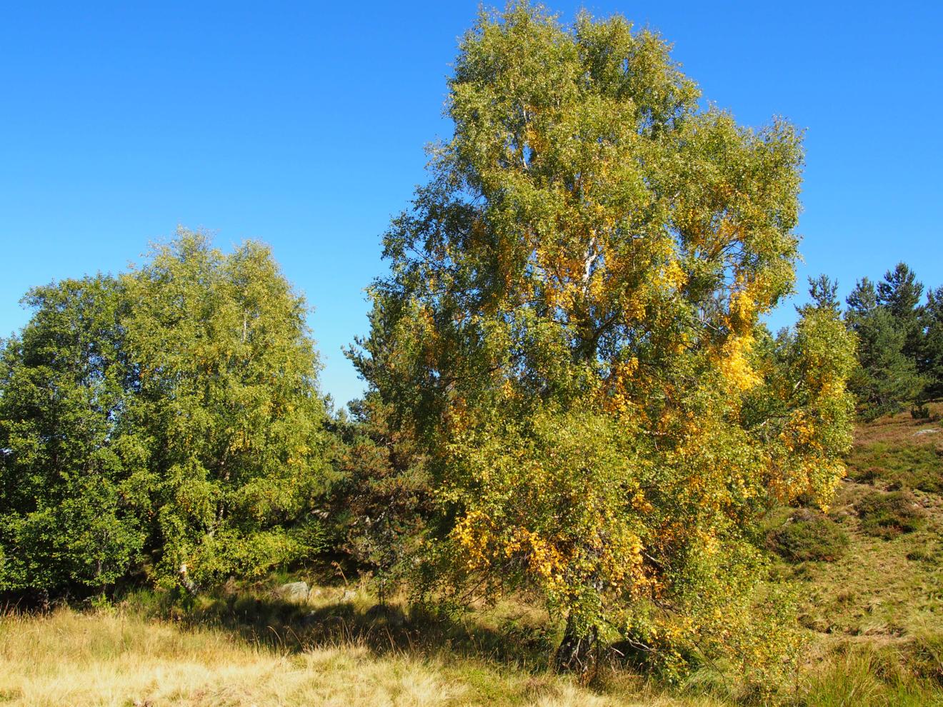 Birch, Silver